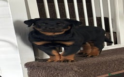 Rottweiler dogs for sale: Pure breed  KING ROTTWEILER (1 female) - Image 7