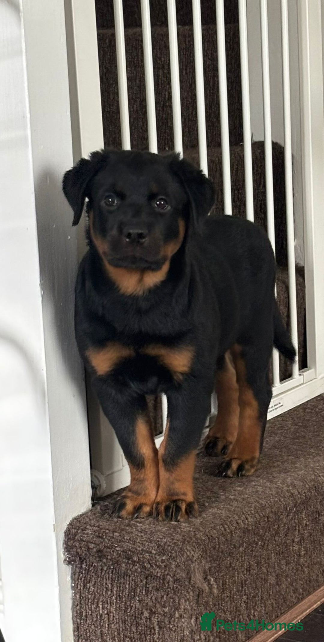 Rottweiler dogs for sale: Pure breed  KING ROTTWEILER (1 female) - Image 7