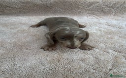 Miniature Dachshund dogs for sale: Miniature Dachshund Puppies - Image 5
