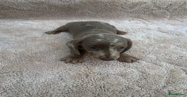 Miniature Dachshund dogs Miniature Dachshund Puppies- LAST BOY - Advert 7