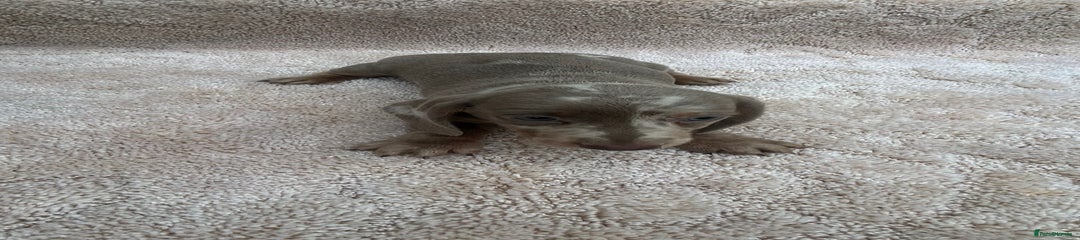 Miniature Dachshund Puppy 2