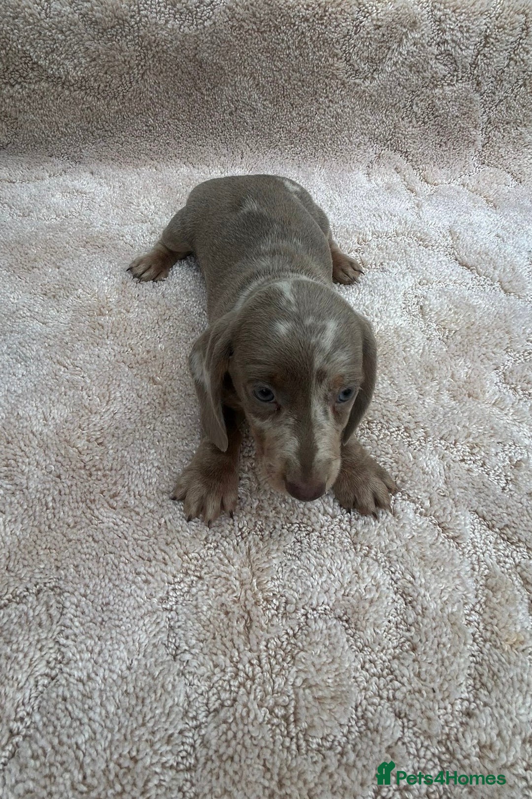 Miniature Dachshund dogs for sale: Miniature Dachshund Puppies - Image 5