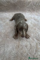 Miniature Dachshund dogs Miniature Dachshund Puppies- LAST BOY - Advert 7