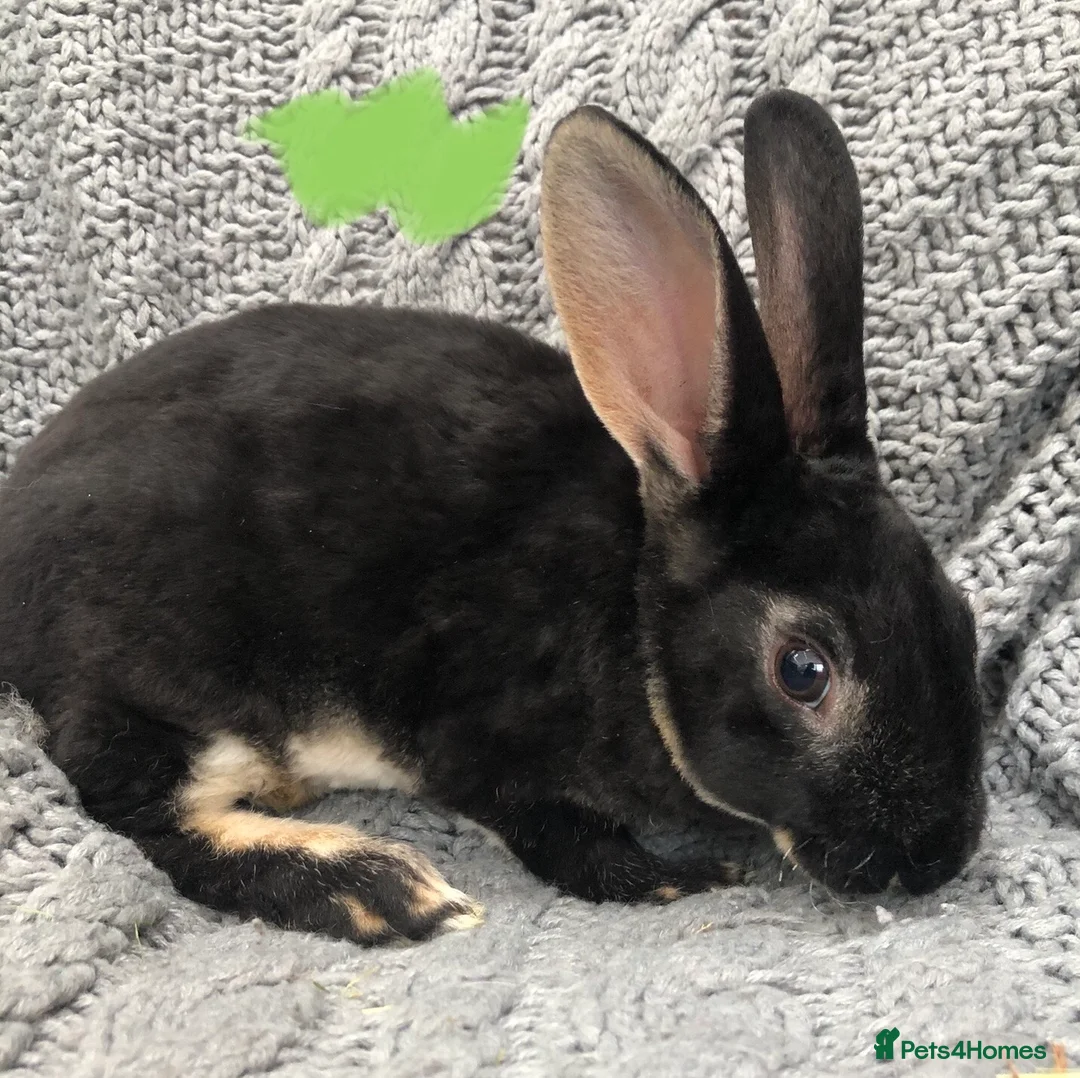 Rex rabbits for sale: Beautiful velvet mini Rex & Rex rabbits - Advert 31