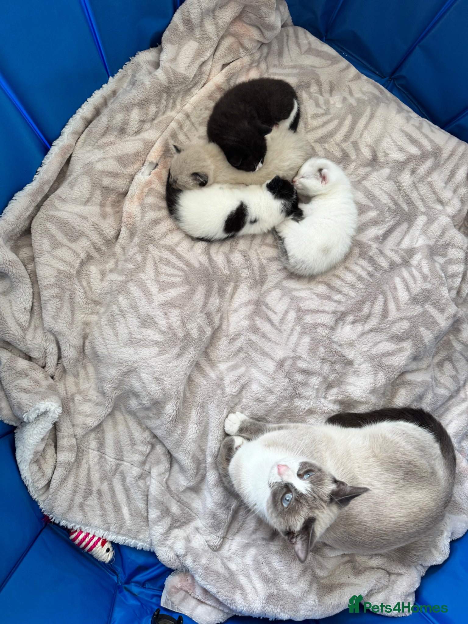 Siamese cats Siamese stunners  - Advert 2