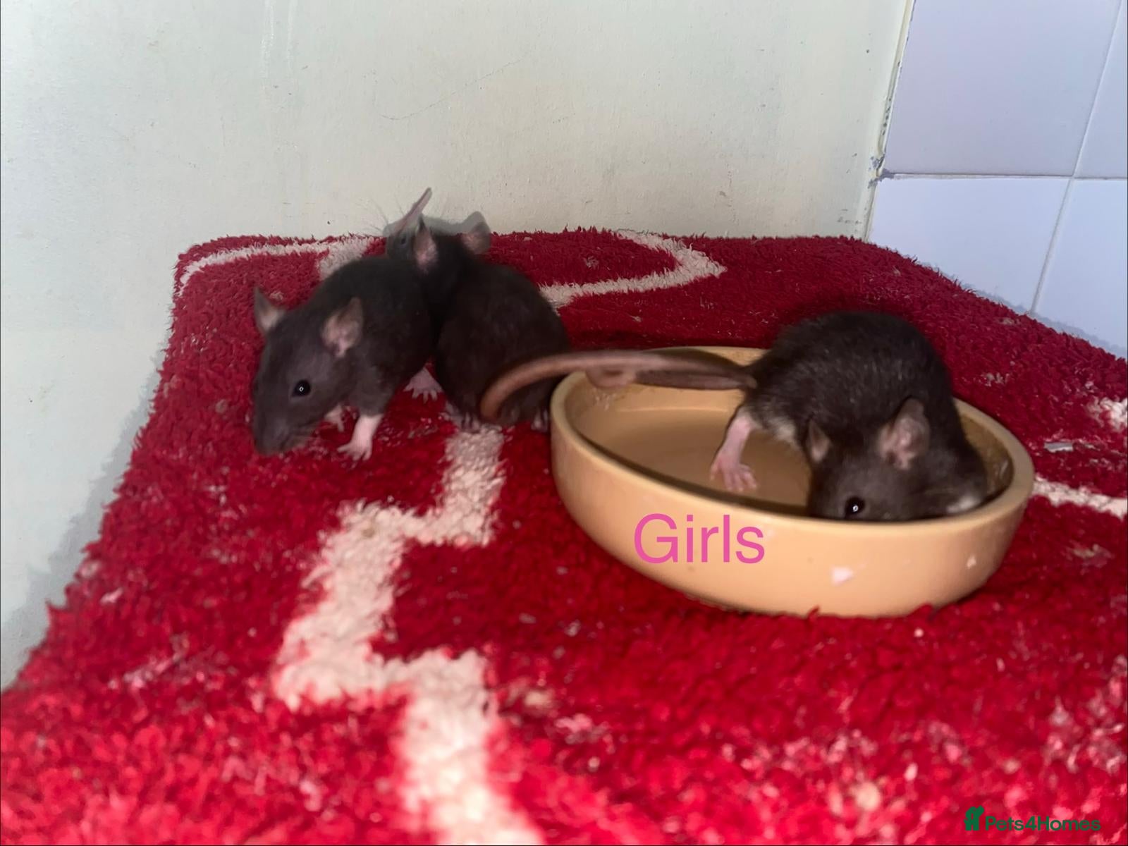 Rat rodents Mixed sexed baby rats - Advert 2