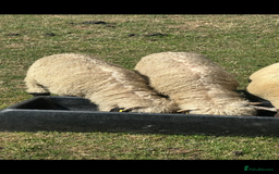 Sheep livestock for sale: Valais blacknose ewe lamb and weather  - Image 4