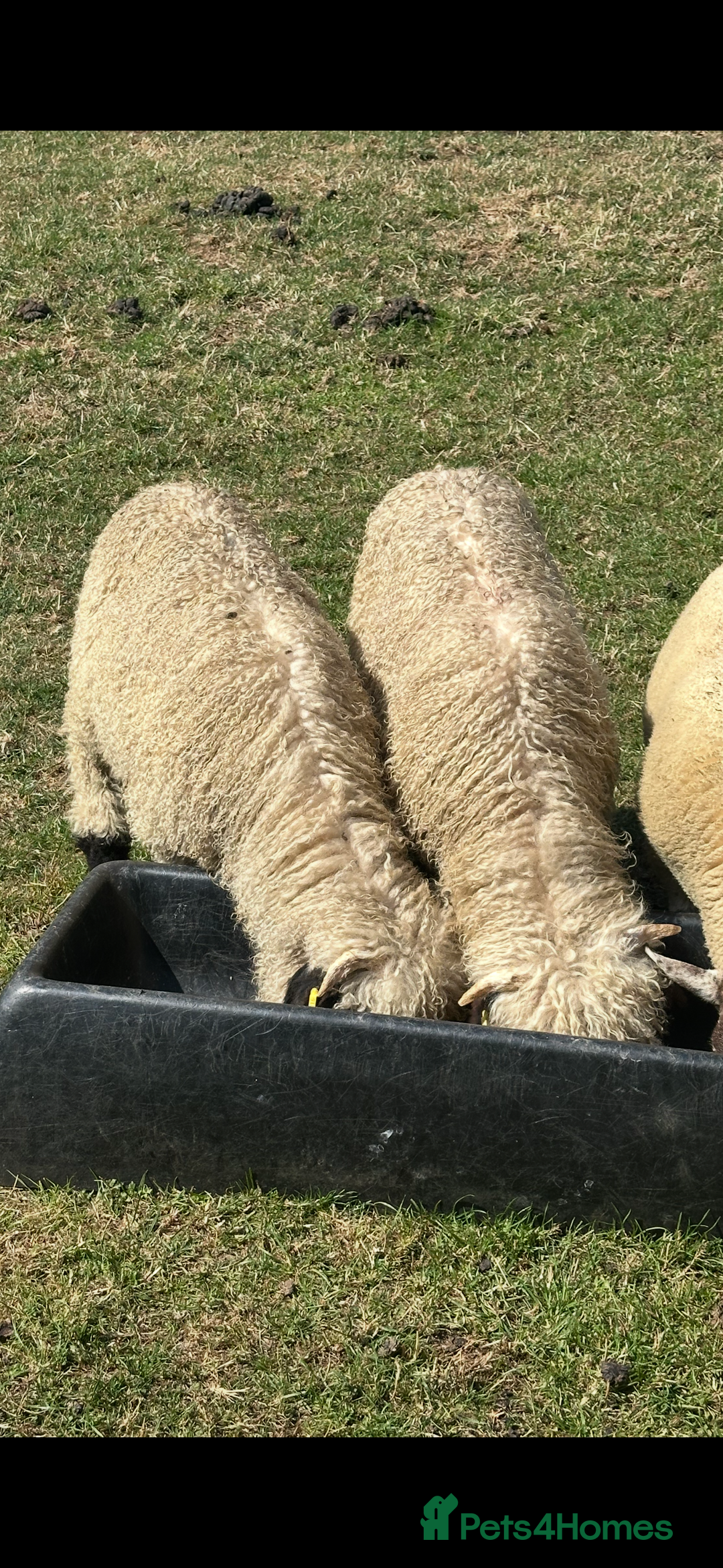 Sheep livestock for sale: Valais blacknose ewe lamb and weather  - Image 4