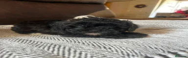 Shihpoo 1