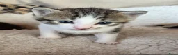 Mixed Breed cats for sale: 3 adorable kittens for sale - Advert 7