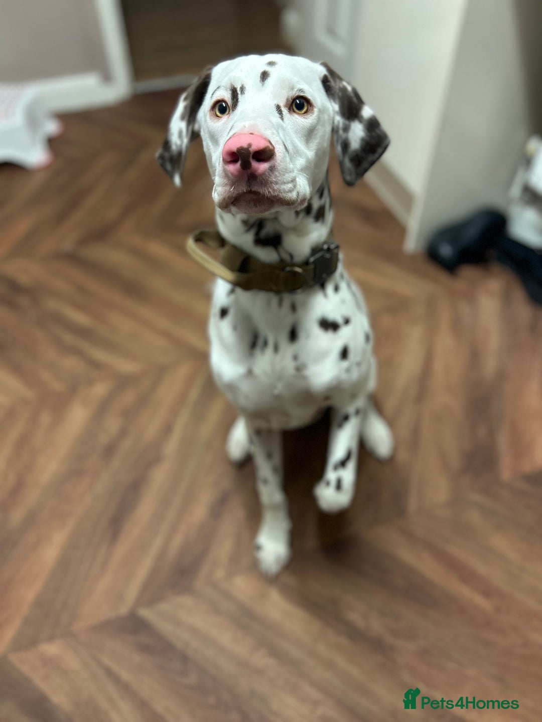 Dalmatian dogs for sale: Liver Dalmatian  - Advert 2