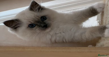 Ragdoll cats - Advert 7