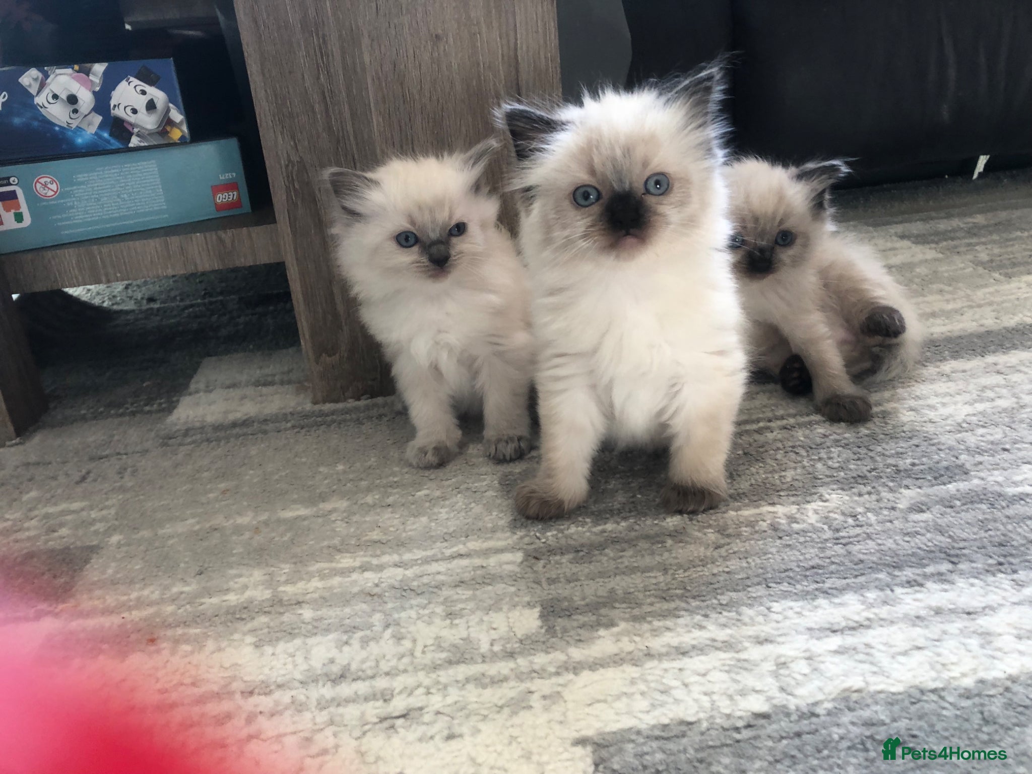 Ragdoll cats for sale: Ragdoll kittens in Southend-on-Sea - Advert 4