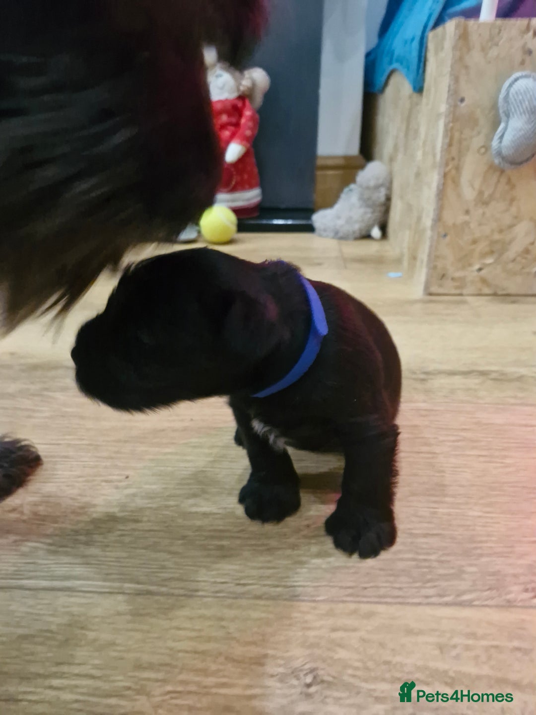 Miniature Schnauzer dogs for sale: Miniature Schnauzer puppies  - Advert 11