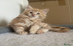 Mixed Breed cats for sale: 5 Fluffy Half Maine Coon kittens - Advert 28