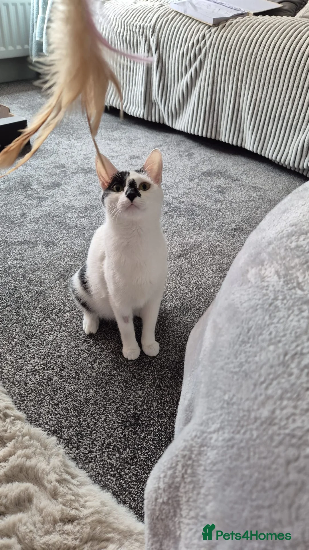 Mixed Breed cats for adoption: Cleo, beautiful young rescue in need of new home - Advert 2