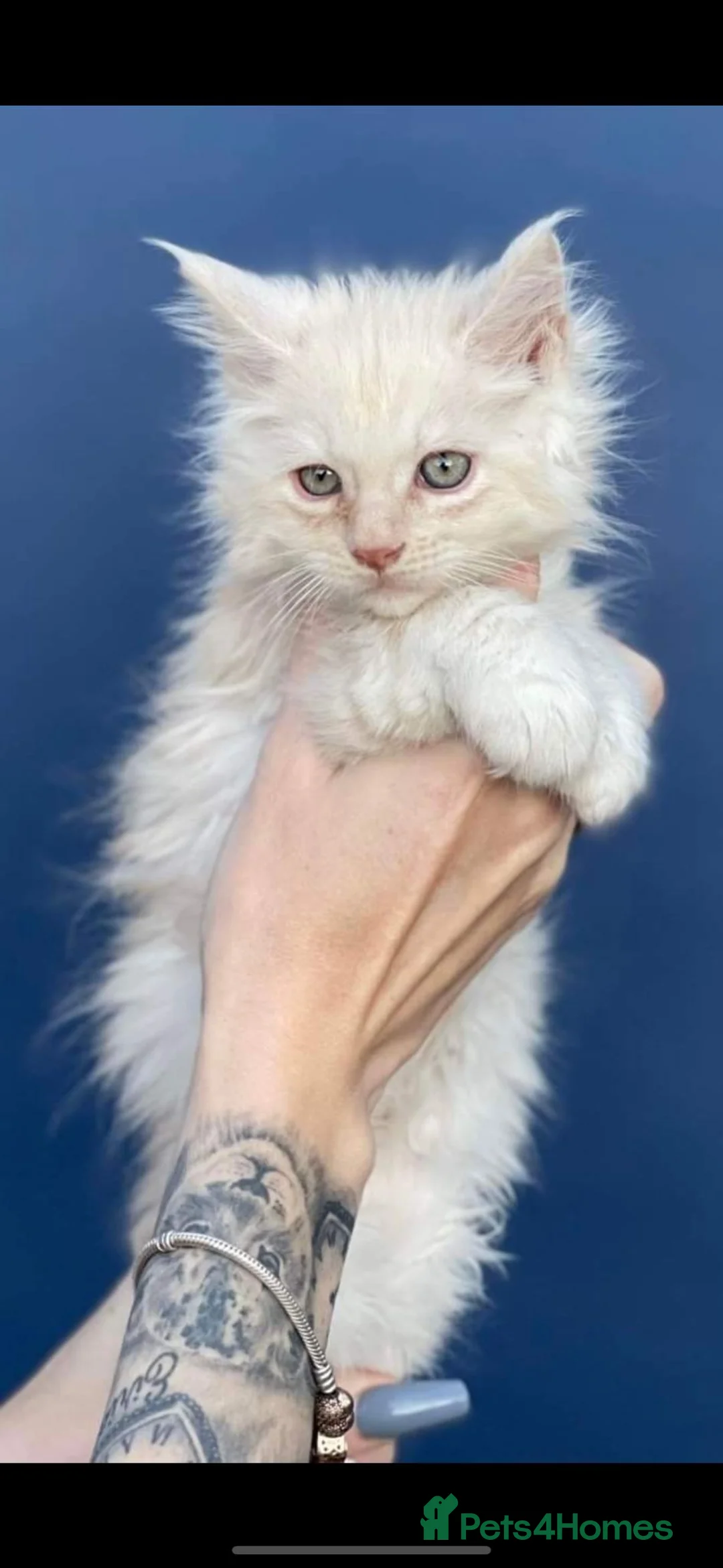 Maine Coon cats for stud: Dual registered Champion winner Maine coon stud in Manningtree - Advert 12
