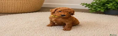 Miniature Poodle Puppy 1