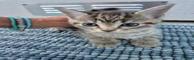 British Shorthair 3