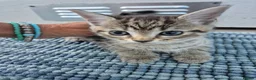 British Shorthair cats for sale: 3 beautiful kittens - Advert 2