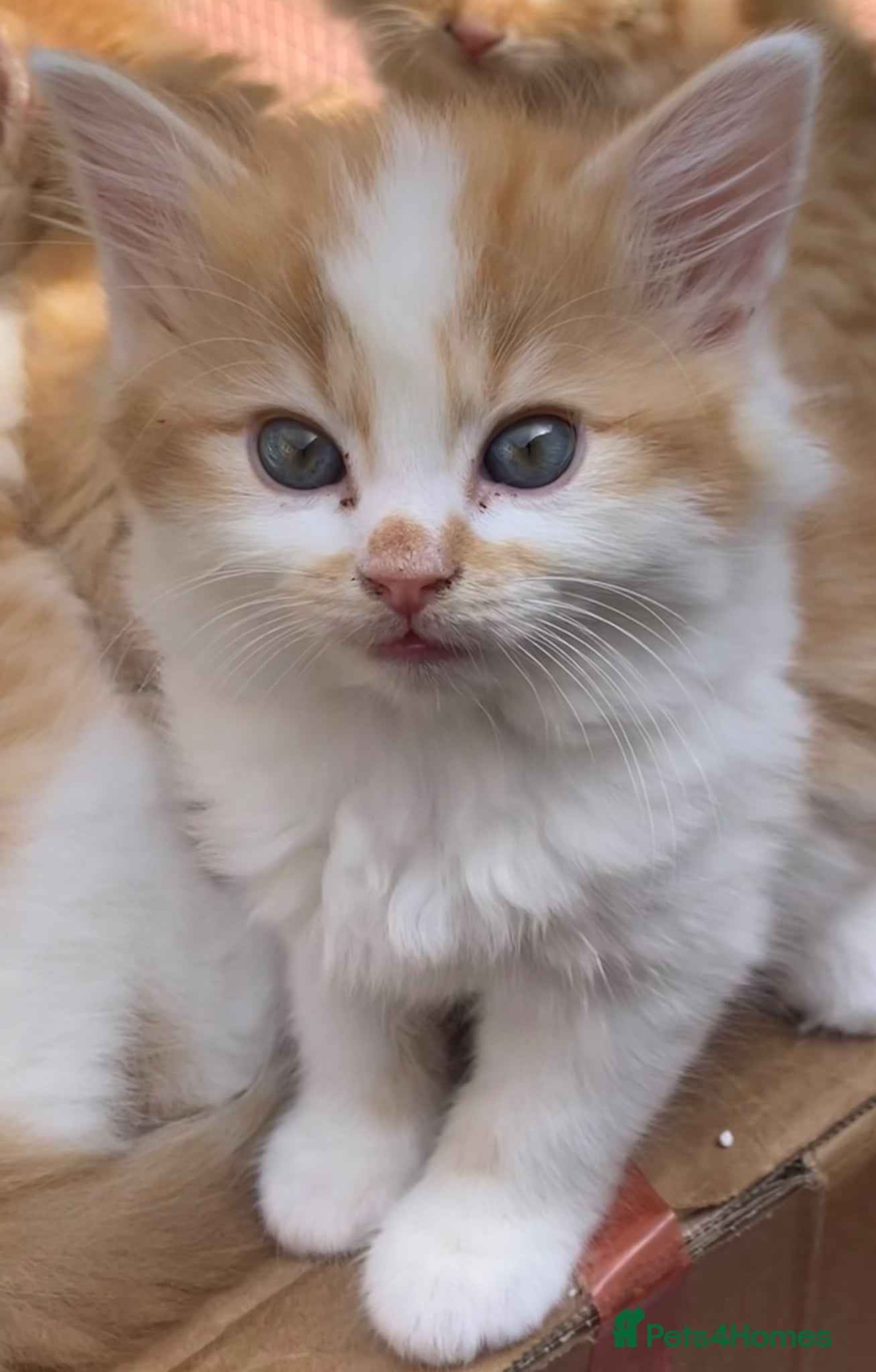 Norwegian Forest Cat cats for sale: Beautiful Norwegian Forest Kittens in Maidstone - Advert 11