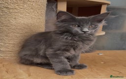 Maine Coon cats for sale: XL maine coon kittens Russia bloodlines Ready Now in Spalding - Image 9