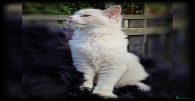 Ragdoll cats - Advert 10