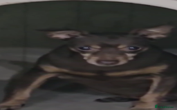 Miniature Pinscher dogs for adoption: Johney 7 year mini pin meat trade survivor  - Image 4