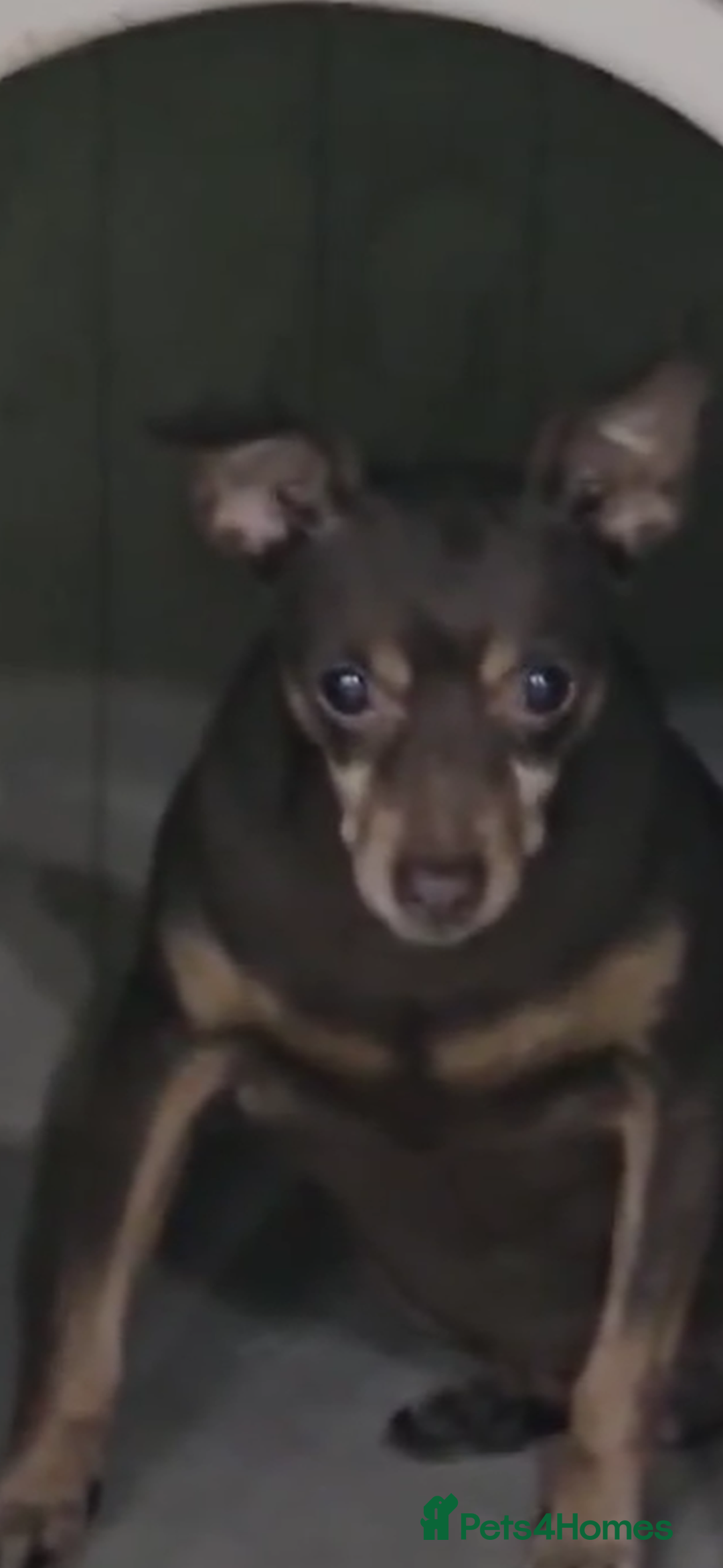 Miniature Pinscher dogs for adoption: Johney 7 year mini pin meat trade survivor  - Image 4