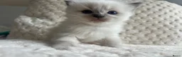 Ragdoll cats for sale: Ragdoll kittens ready September  - Advert 39