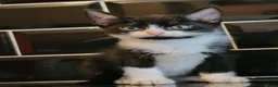 British Shorthair cats for sale: Kitten  in Birmingham - Advert 1