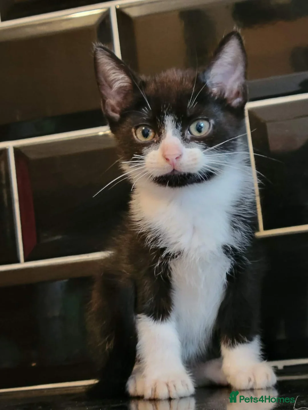 British Shorthair cats for sale: Kitten  in Birmingham - Advert 1