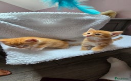 Mixed Breed cats for sale: Adorable Tabby Kittens 🐾 - Image 19