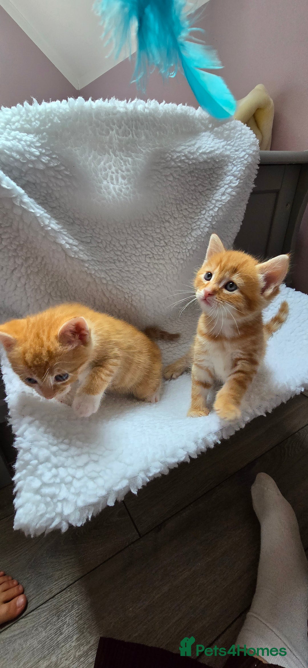 Mixed Breed cats for sale: Adorable Tabby Kittens 🐾 - Image 19