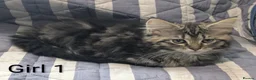 Maine Coon cats for sale: 4 x Maine coone x ragdoll kittens  - Advert 10