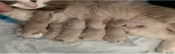 Ragdoll cats for sale: 💙 Stunning Purebred Ragdoll kittens  - Advert 34