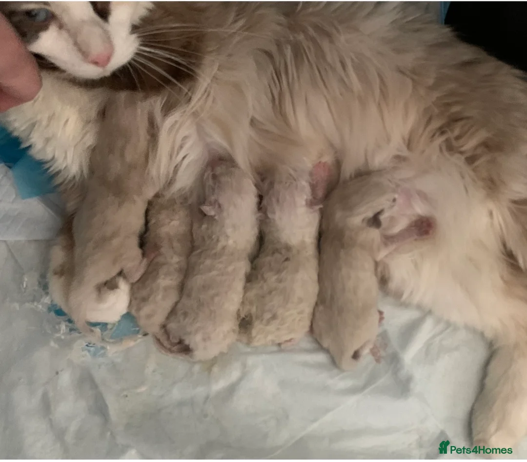Ragdoll cats for sale: 💙 Stunning Purebred Ragdoll kittens  - Advert 34