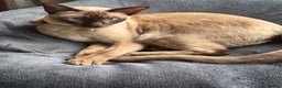 Tonkinese cats for sale: Male Tonkinese adult - Advert 1