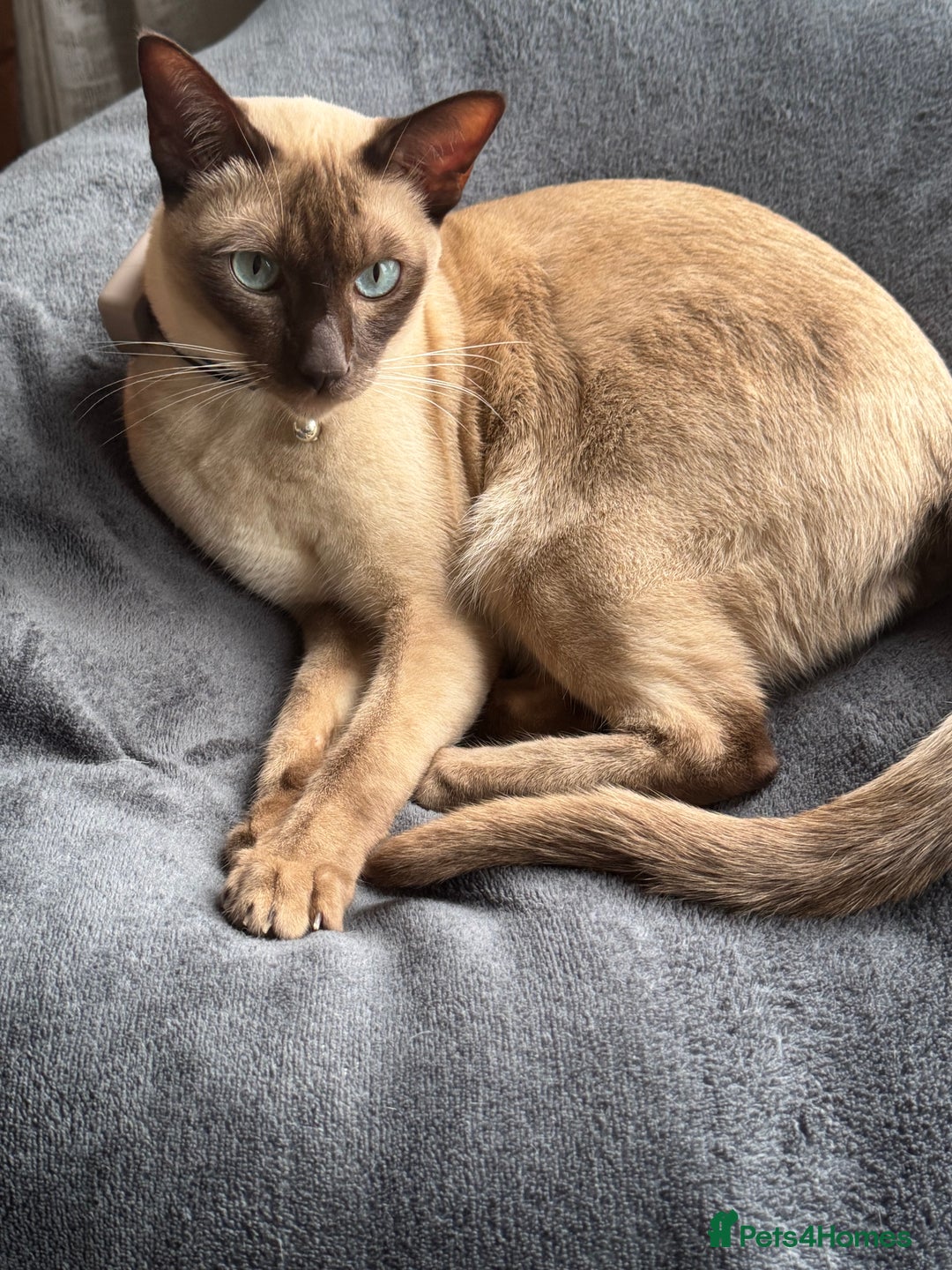 Tonkinese cats for sale: Male Tonkinese adult - Advert 1
