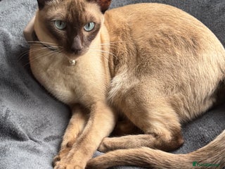 Tonkinese cats Male Tonkinese adult - Advert 5