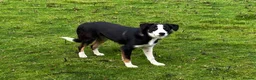 Border Collie dogs for sale: 9 month old male Border Collie  - Advert 5