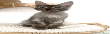 Maine Coon 1 