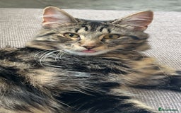 British Longhair cats for sale: 2 Year Old Domestic Long Hair - Image 6