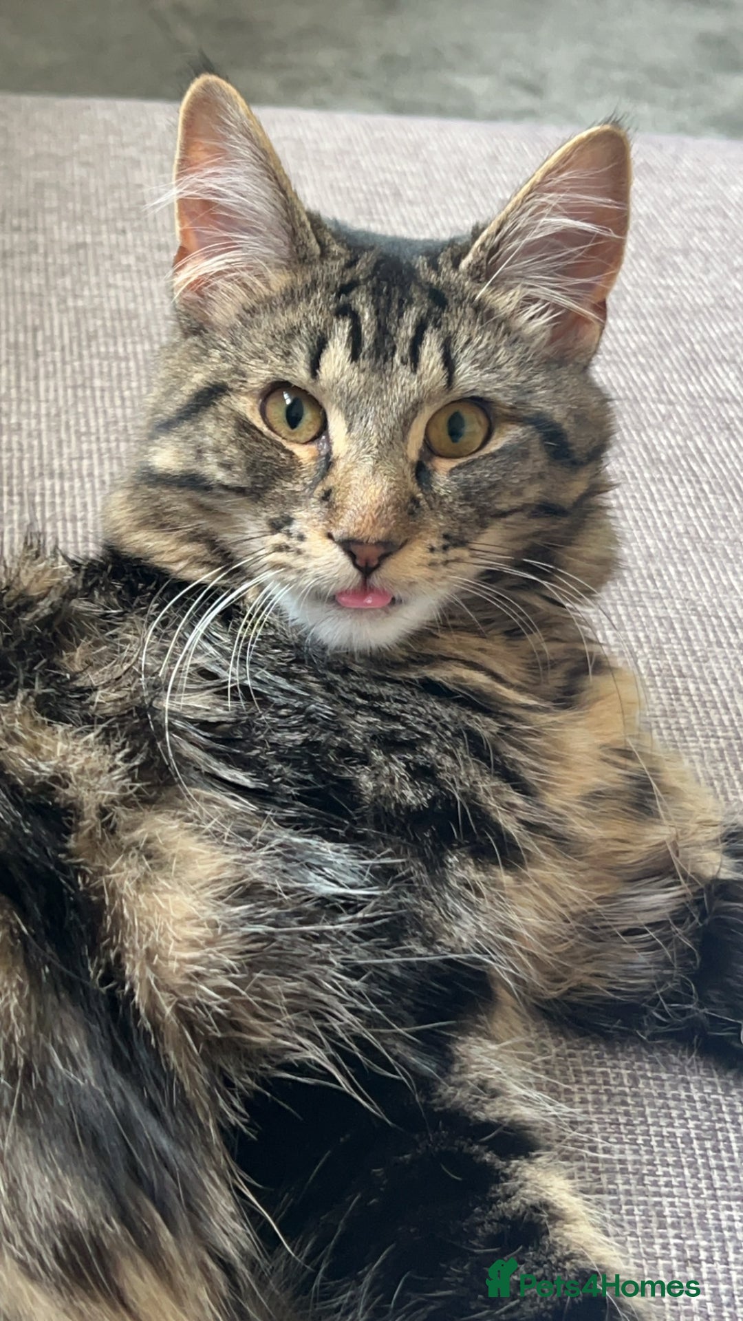 British Longhair cats for sale: 2 Year Old Domestic Long Hair - Image 6
