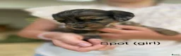 Cockapoo dogs for sale: Chocolate &Blue Merle, Tricolour & black cockapoos in Carlisle - Advert 13