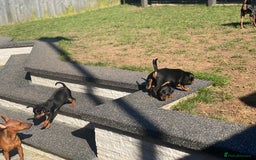 Miniature Pinscher dogs for sale: PURE 100% Miniature Pinscher , KC-reg, DNA tested in Manchester - Image 16