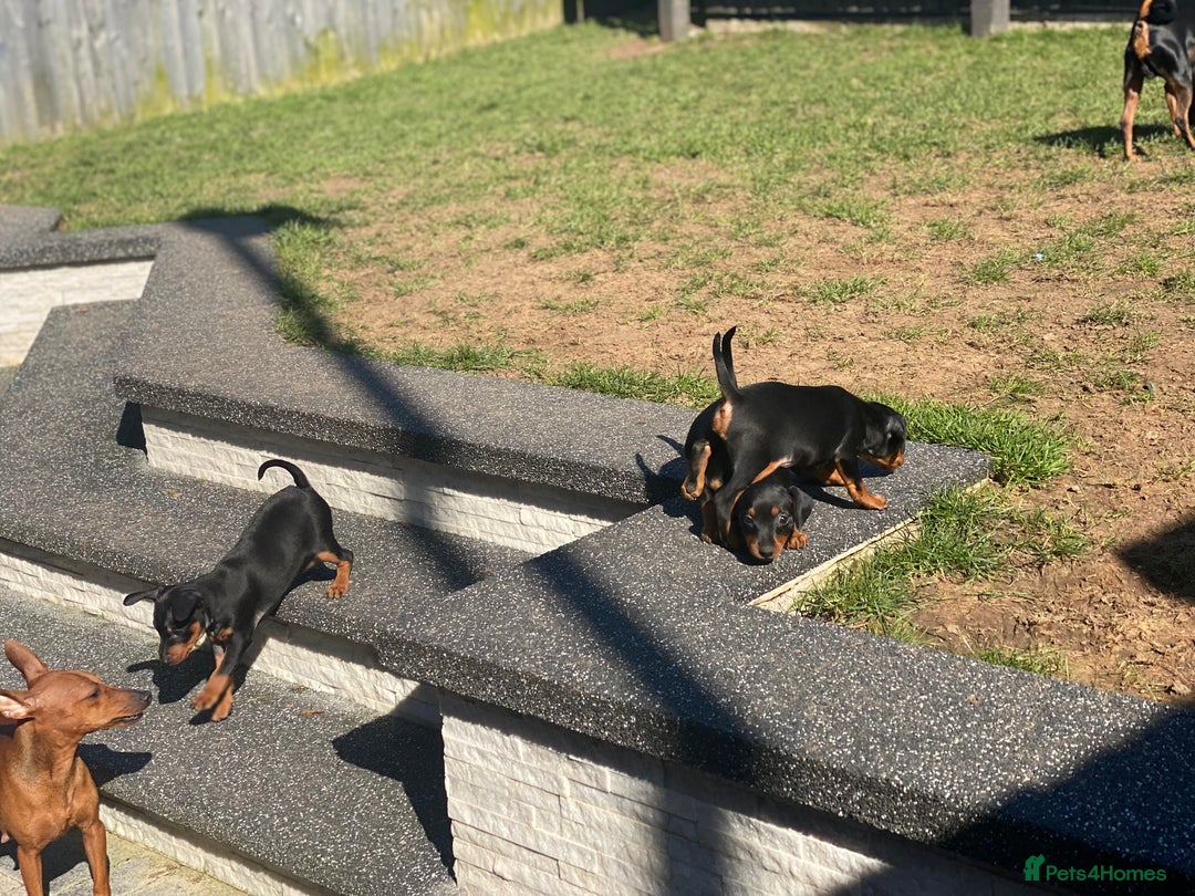 Miniature Pinscher dogs for sale: PURE 100% Miniature Pinscher , KC-reg, DNA tested in Manchester - Image 16