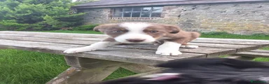 Border Collie 3