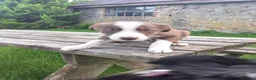 Border Collie dogs for sale: Adorable border collies looking for forever home - Advert 11