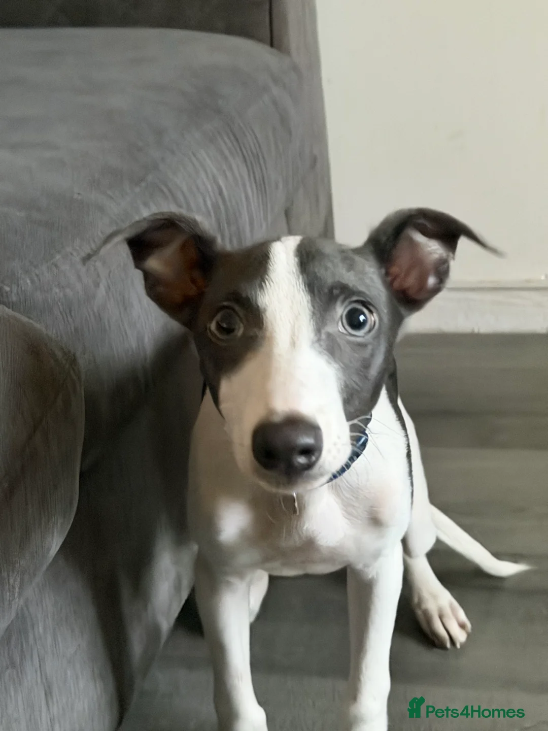 Whippet dogs for sale: Miniature Blue Italian Whippet – 20 Weeks Old £500 - Advert 5